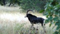 Botswana - Pirschfahrt im Chobe Nationalpark am Morgen - Rappenantilope &ndash; &copy; Annett Müller (Eberhardt TRAVEL)