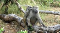 Botswana - Pirschfahrt im Chobe Nationalpark am Morgen - Paviane (Baboons) &ndash; &copy; Annett Müller (Eberhardt TRAVEL)