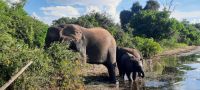 Botswana - Bootsfahrt auf dem Chobe River - Elefanten &ndash; &copy; Annett Müller (Eberhardt TRAVEL)