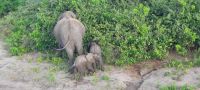 Botswana - Bootsfahrt auf dem Chobe River - Elefanten &ndash; &copy; Annett Müller (Eberhardt TRAVEL)