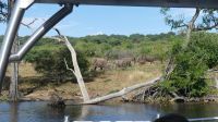 Botswana - Bootsfahrt auf dem Chobe River &ndash; &copy; Annett Müller (Eberhardt TRAVEL)