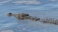Botswana - Bootsfahrt auf dem Chobe River - Krokodil &ndash; &copy; Annett Müller (Eberhardt TRAVEL)