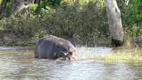 Botswana - Bootsfahrt auf dem Chobe River - Hippo &ndash; &copy; Annett Müller (Eberhardt TRAVEL)