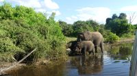 Botswana - Bootsfahrt auf dem Chobe River - noch mehr Elefanten &ndash; &copy; Annett Müller (Eberhardt TRAVEL)