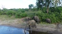 Botswana - Bootsfahrt auf dem Chobe River - noch mehr Elefanten &ndash; &copy; Annett Müller (Eberhardt TRAVEL)