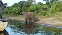 Botswana - Bootsfahrt auf dem Chobe River - Elefanten haben viel Durst &ndash; &copy; Annett Müller (Eberhardt TRAVEL)