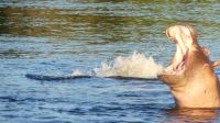Botswana - Bootsfahrt auf dem Chobe River - und nun Tschüss! &ndash; &copy; Annett Müller (Eberhardt TRAVEL)