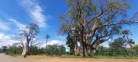 Simbabwe - Livingstone Baobab &ndash; &copy; Annett Müller (Eberhardt TRAVEL)