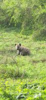 258 morgendlicher Besucher