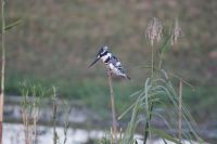 260 Eisvogel