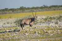 29 Oryxantilope
