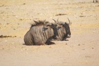 31 Gnus