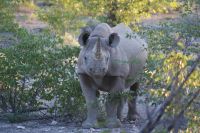 33 Spitzmaulnashorn