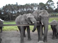 Knysna Elephant Park