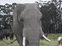 Knysna Elephant Park