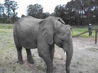 Knysna Elephant Park