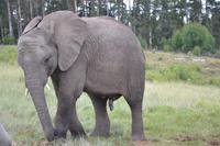 Knysna Elephant Park