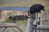 Oudtshoorn Straußenfarm