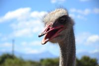 Oudtshoorn Straußenfarm