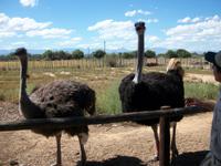 Oudtshoorn Straußenfarm
