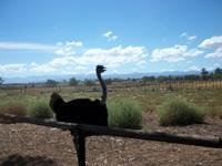 Oudtshoorn Straußenfarm