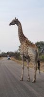 352 Giraffen im Krüger