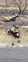 358 Wildhunde