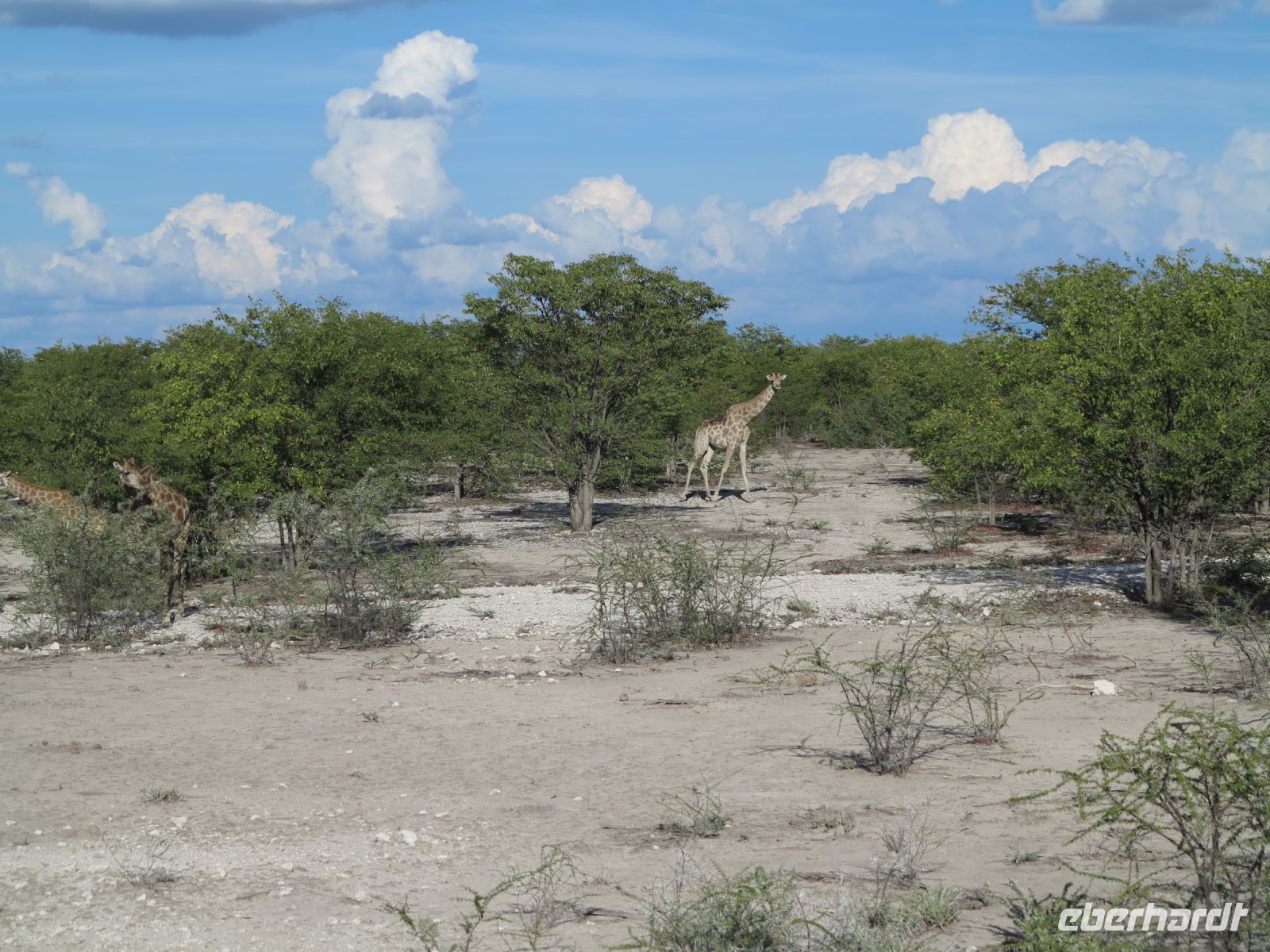 37 Giraffen