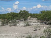 37 Giraffen