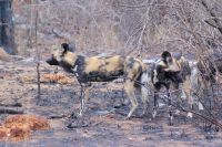 370 Wildhunde