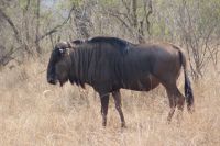 382 Gnu