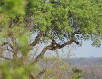 383 Leopardenbeute
