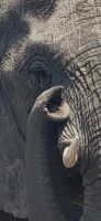 399 Elefant 
