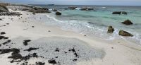 40 Pinguine am  Boulders Beach