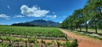 53 Weinanbaugebiet im Western Cape