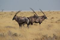 54 Oryxantilopen