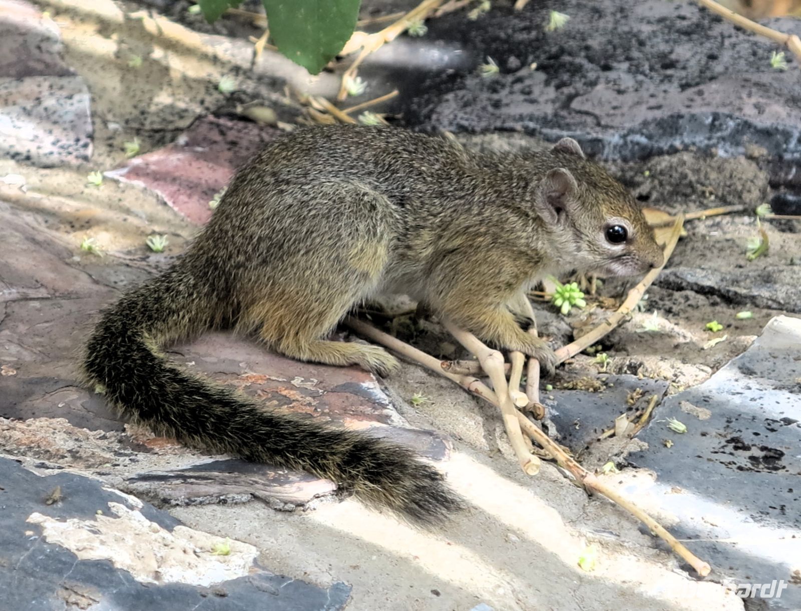 55 Buschhörnchen