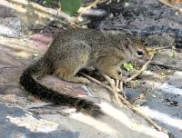 55 Buschhörnchen