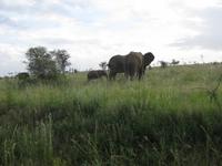 Baby-Elefant in der Serengeti