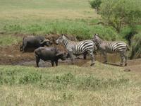 Büffel und Zebras am Wasser im Krater 2