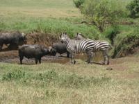 Büffel und Zebras am Wasser im Krater