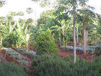 Chamba(Feld) im Farmhouse Garten