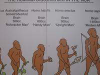 Die Entwicklung des Menschen NNP