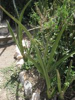 Diese Pflanze gab den Namen für die Oldupai Gorge