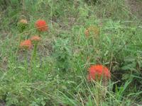 Feuerball Blume im Arush NP