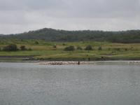 Flamingos am Big Momella Lake