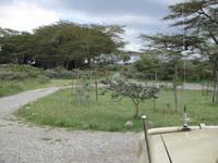 Giraffe im Arusha NP