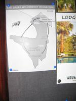 Great Wildbeest Migration Map