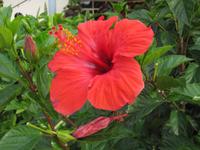 Hibiskusblüte in Mwanza