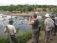 Hippopool in der Serengeti